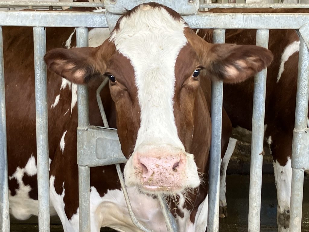 MAHA’s Meat-Loving Industrial Farming Hypocrisy