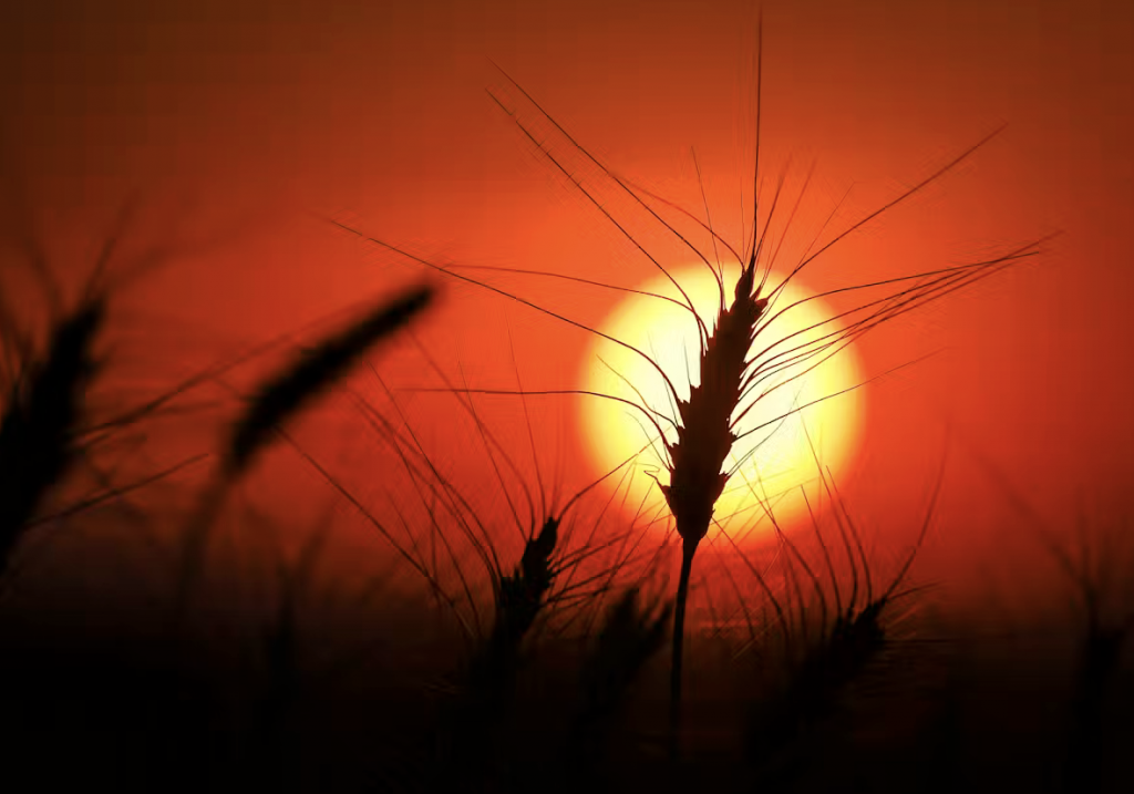 What Happens When the World’s Breadbaskets Start Failing Simultaneously?