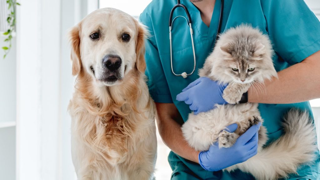 Abu Dhabi pet owners take note…regulatory changes made to veterinary practices Veterinary
