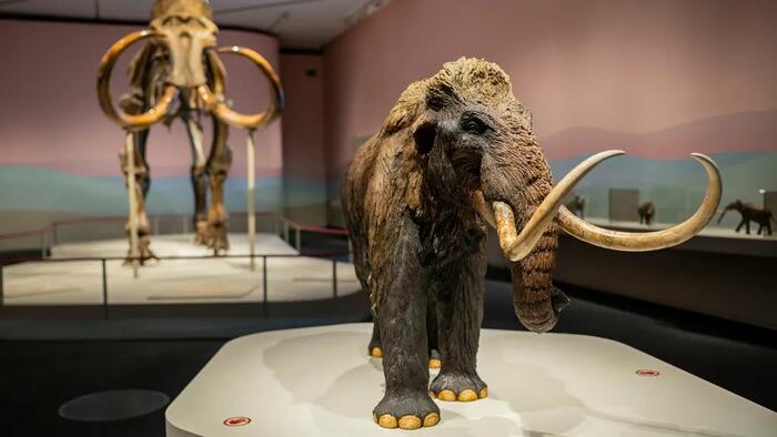 Ancient RNA Extracted From Extinct Woolly Mammoth Fuels De-Extinction Dreams Ancient RNA Extracted From Extinct Woolly Mammoth Fuels De-Extinction Dreams