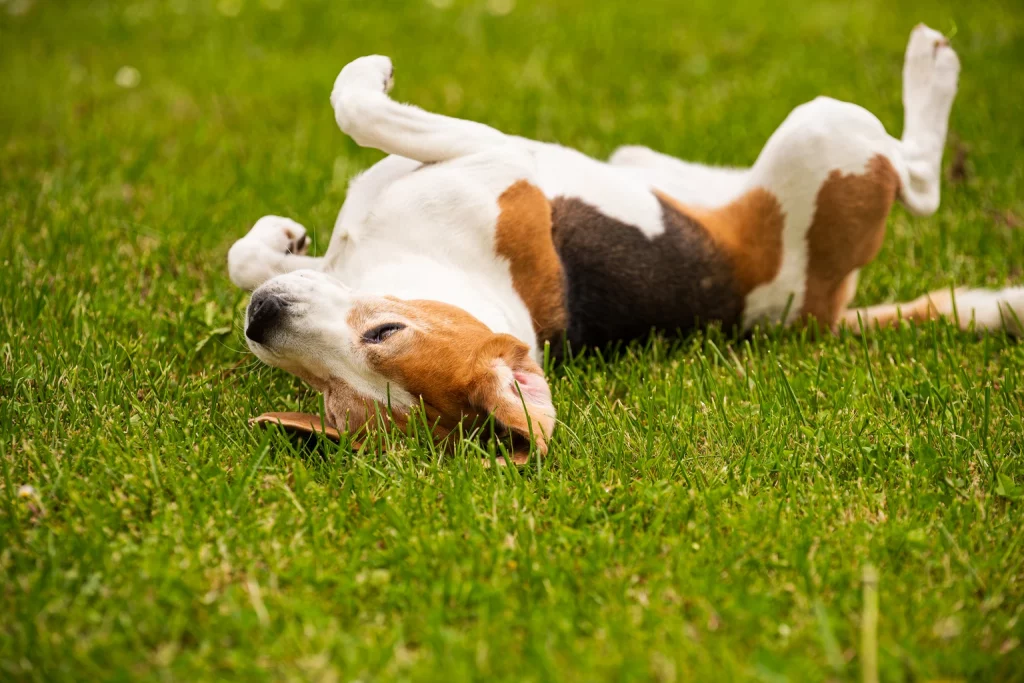 Beagle dog rolling in the grass.