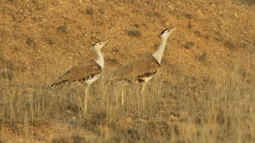 Corporations have a fundamental duty to protect ecosystem: SC holds