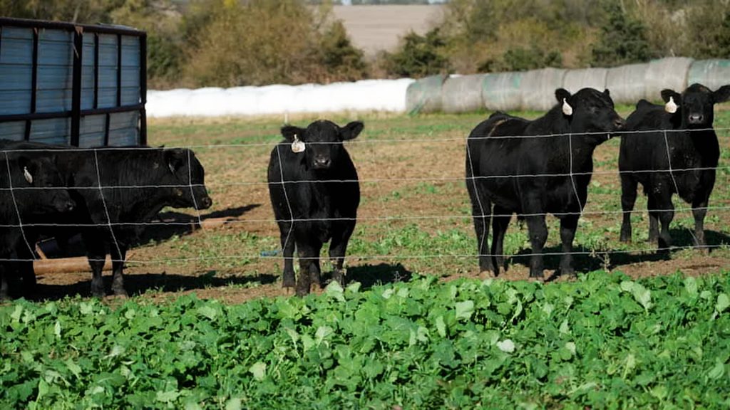From farm to table, high beef prices squeeze margins. How our steakhouse stock is balancing costs From farm to table, high beef prices squeeze margins. How our steakhouse stock is balancing costs