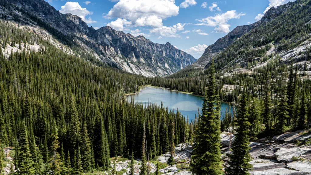 Get a Government Permit to Cut Your Own Christmas Tree at a National Forest