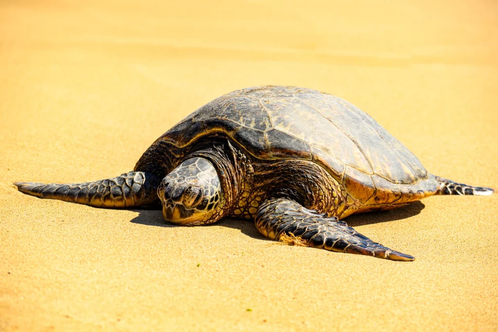 Is TSMC Slowing Down? Not For Long (NYSE:TSM) Is TSMC Slowing Down? Not For Long (NYSE:TSM)