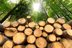 Is This the Worst-Performing Global ETF? A stack of timber in a forest.
