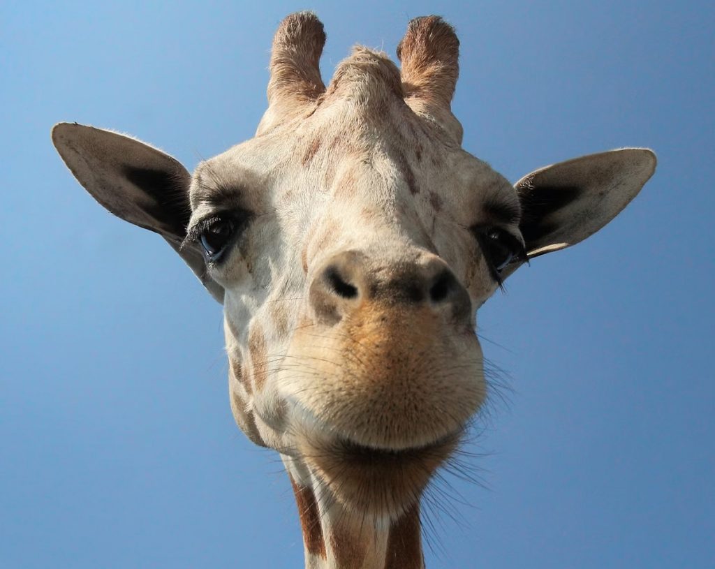 Links 12/20/2025 | naked capitalism Links 12/20/2025 | naked capitalism