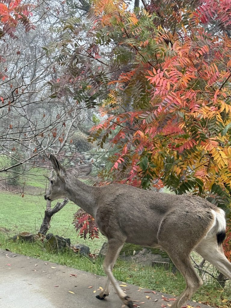 Links 12/2/2025 | naked capitalism Links 12/2/2025 | naked capitalism