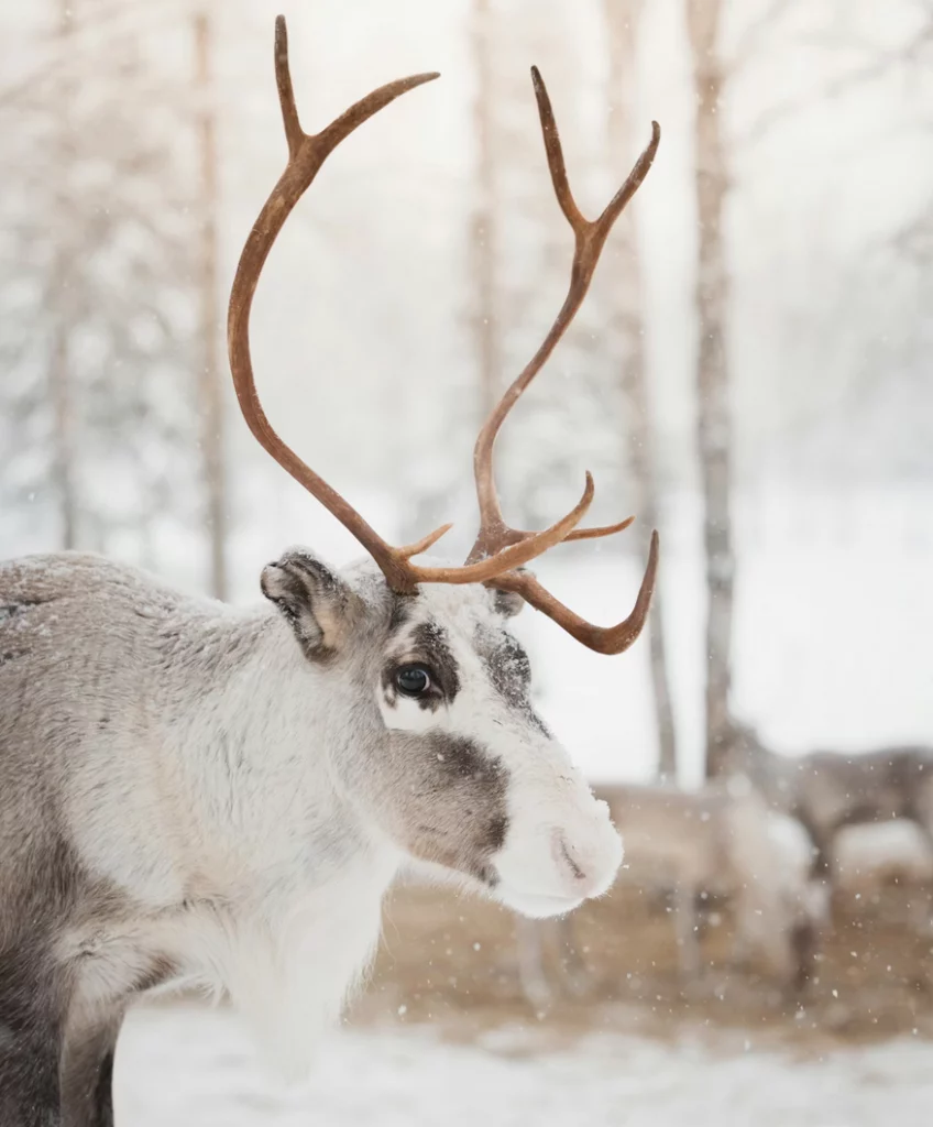 Links 12/25/2025 | naked capitalism Links 12/25/2025 | naked capitalism