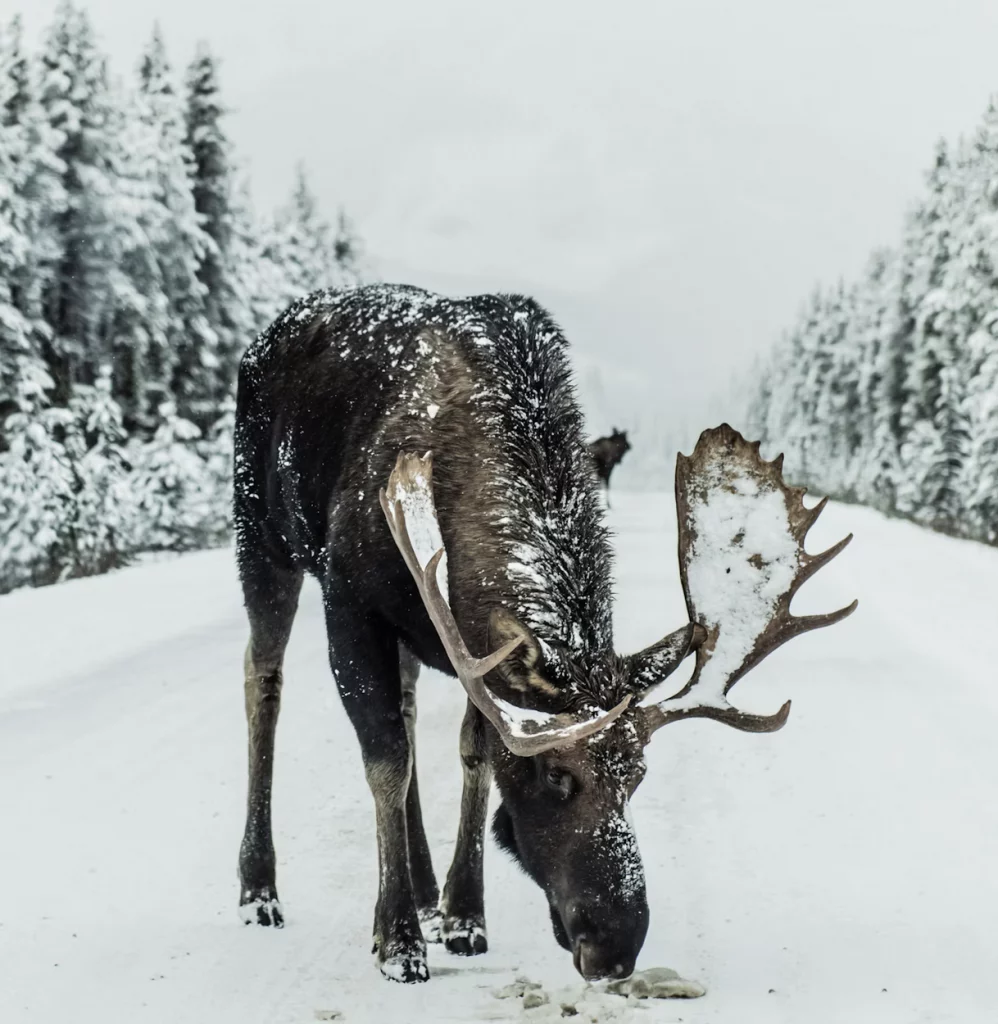 Links 12/30/2025 | naked capitalism Links 12/30/2025 | naked capitalism