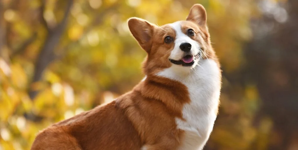 The Secret to Filling Units Faster AND Hundreds of Dollars in Extra Cash Flow is…Dogs corgi