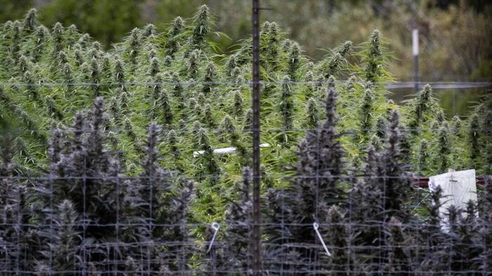 Trump Considering Executive Order To Reclassify Marijuana zerohedge logo