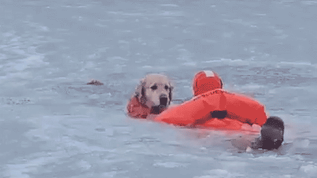 Firefighters rescue pooch from frozen pond in Rhode Island Firefighter rescues golden retriever in icy lake