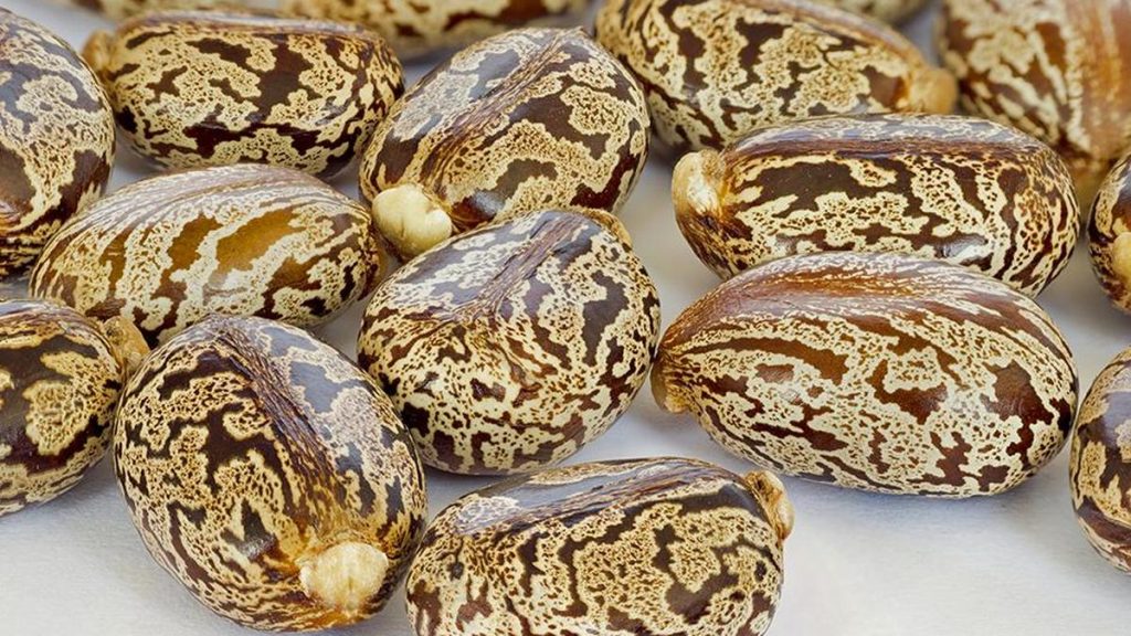 Gujarat to host SEA’s 2-day Global Castor Conference from February 27