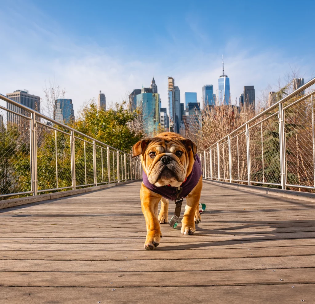 January Dogs Of The Dow: One Ideal 'Safer' Dividend Buy