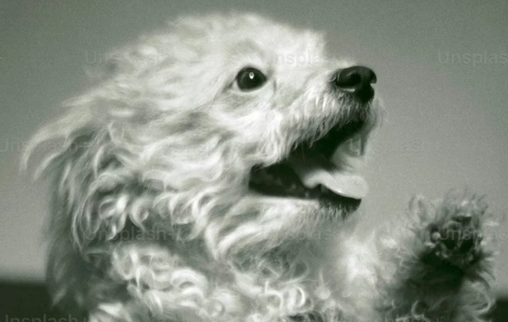 Links 1/17/2026 | naked capitalism