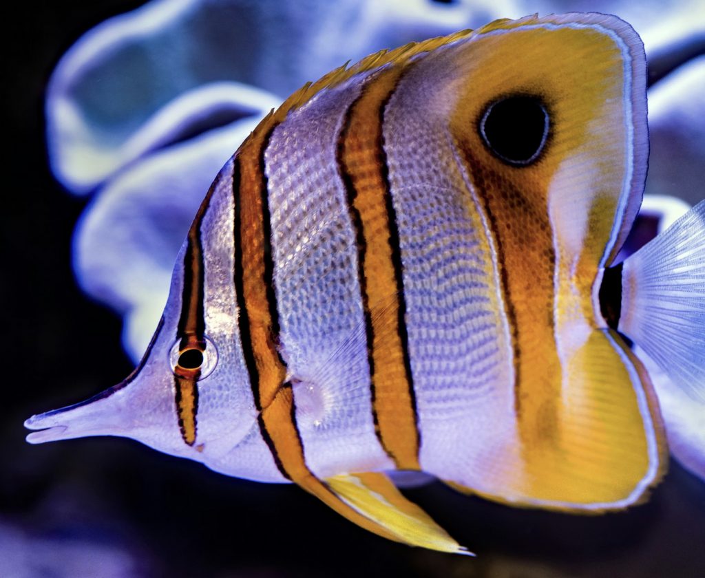 Links 1/20/2026 | naked capitalism