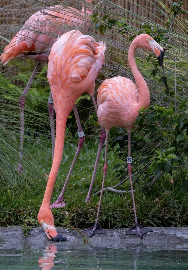 Links 1/24/2026 | naked capitalism