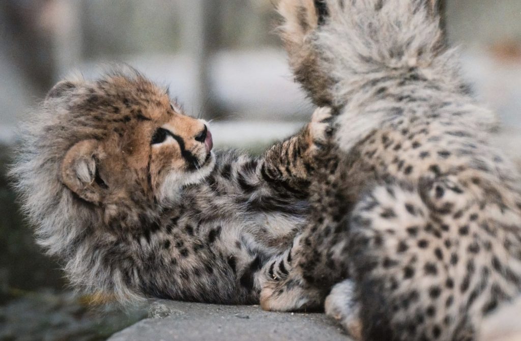 Links 1/28/2026 | naked capitalism Links 1/28/2026 | naked capitalism