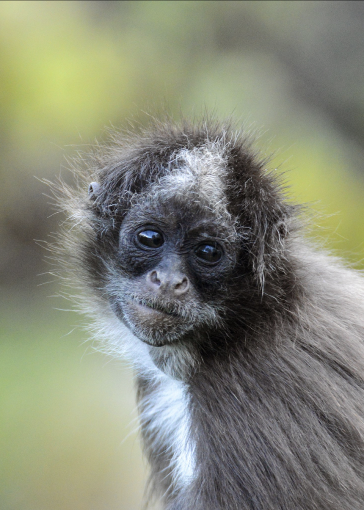 Links 1/29/2026 | naked capitalism Links 1/29/2026 | naked capitalism