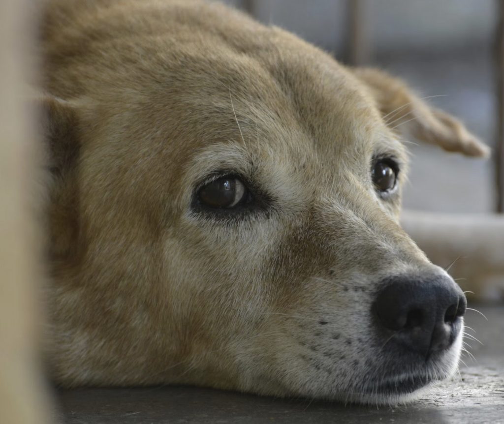 Links 1/31/2026 | naked capitalism