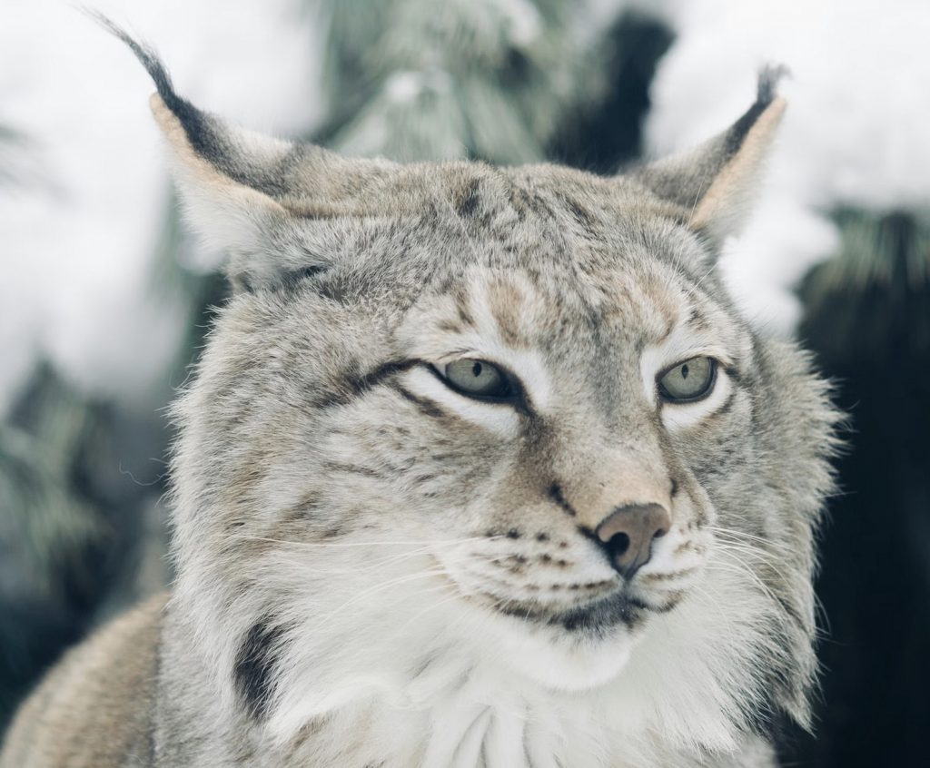 Links 1/6/2026 | naked capitalism