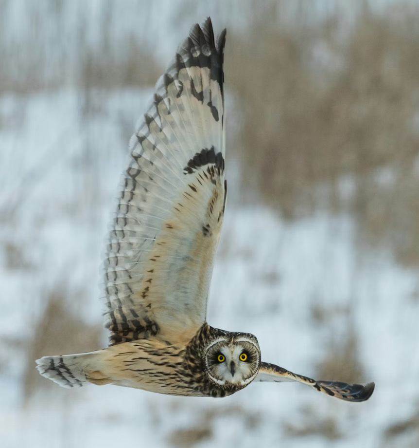 Links 1/7/2026 | naked capitalism Links 1/7/2026 | naked capitalism