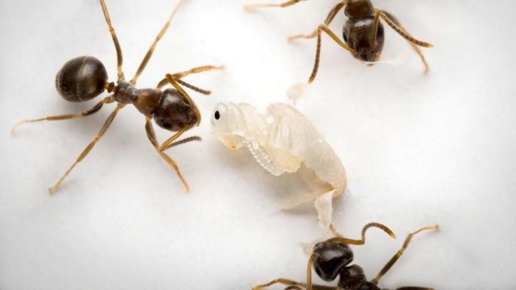 Sick young ants send out a ‘kill me’ scent to prevent deadly epidemics : NPR Sick young ants send out a 'kill me' scent to prevent deadly epidemics : NPR