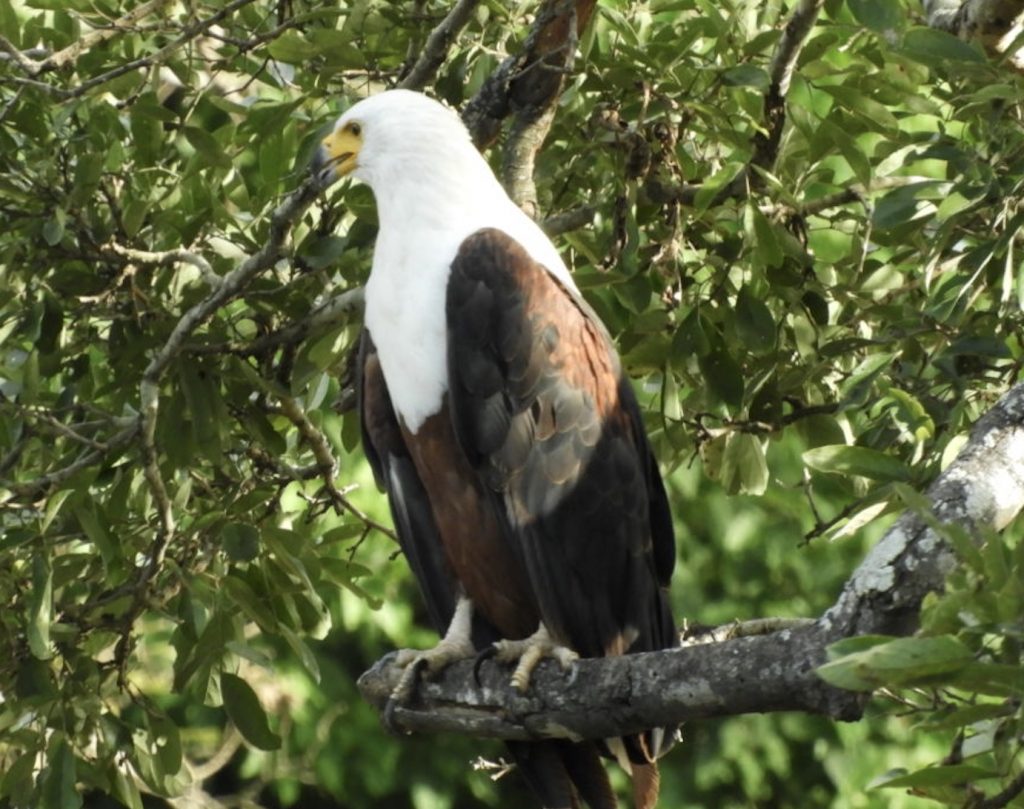 Links 2/10/2026 | naked capitalism