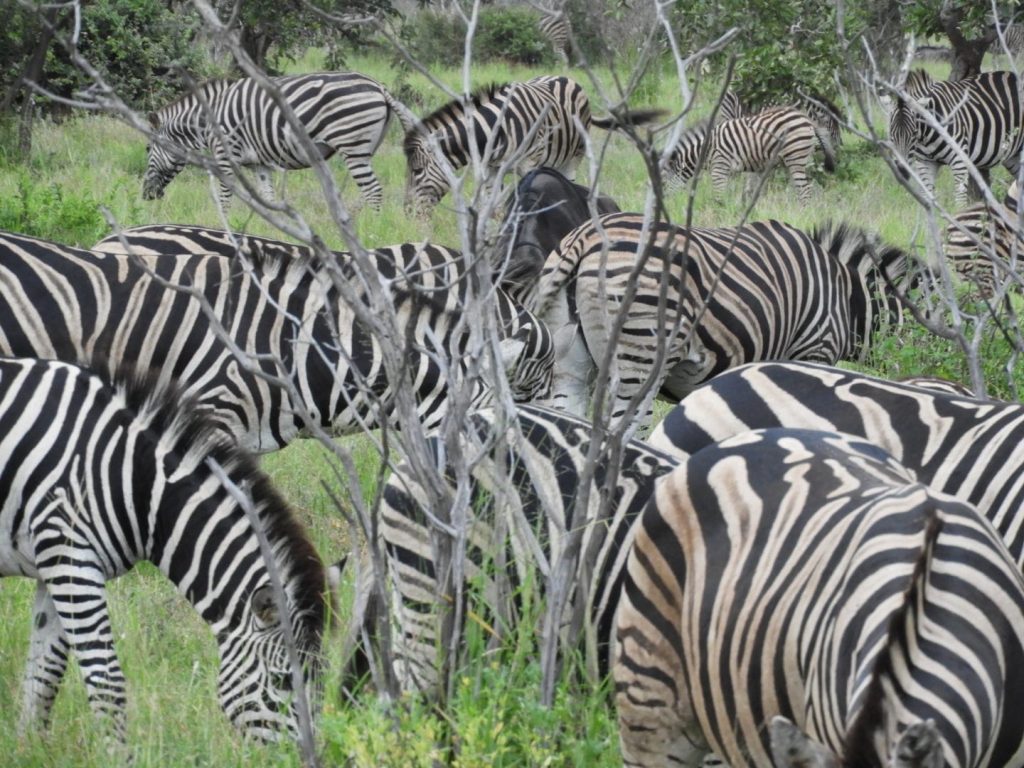 Links 2/11/2026 | naked capitalism