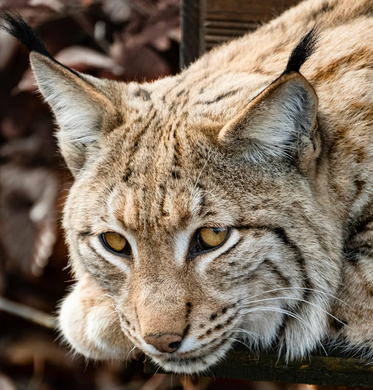 Links 2/3/2026 | naked capitalism Links 2/3/2026 | naked capitalism