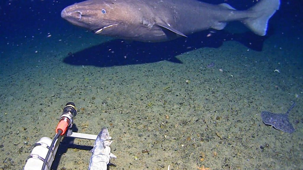 Surprise shark caught on camera for first time in Antarctica’s near-freezing deep : NPR Surprise shark caught on camera for first time in Antarctica's near-freezing deep : NPR