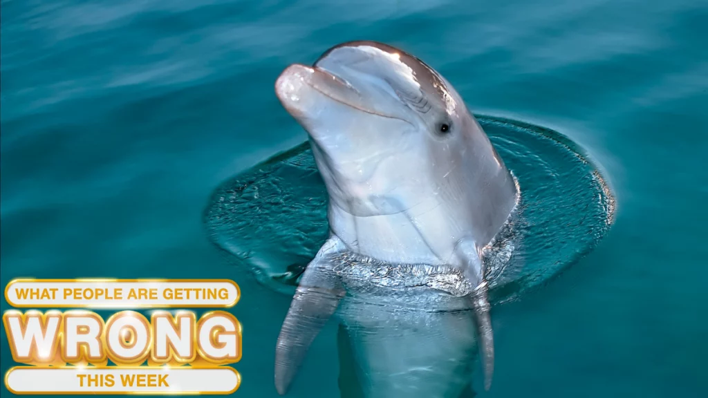 Did Dolphins Kidnap a Florida Man?: What People Are Getting Wrong This Week