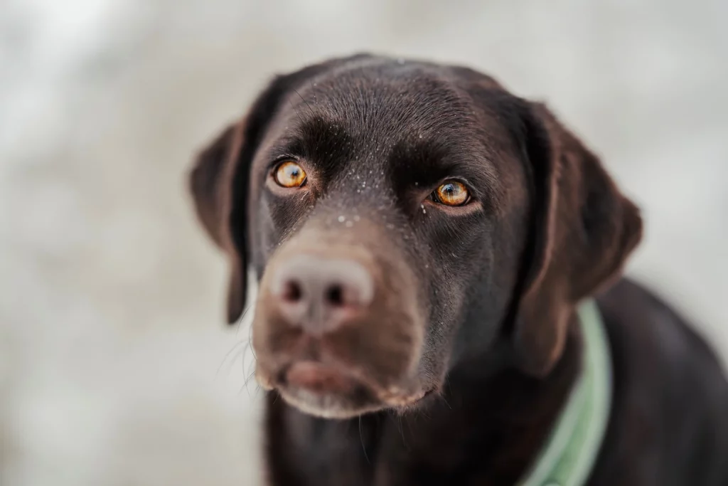 8.6% Yield Not That Great From Ellington Financial (NYSE:EFC.PR.C)