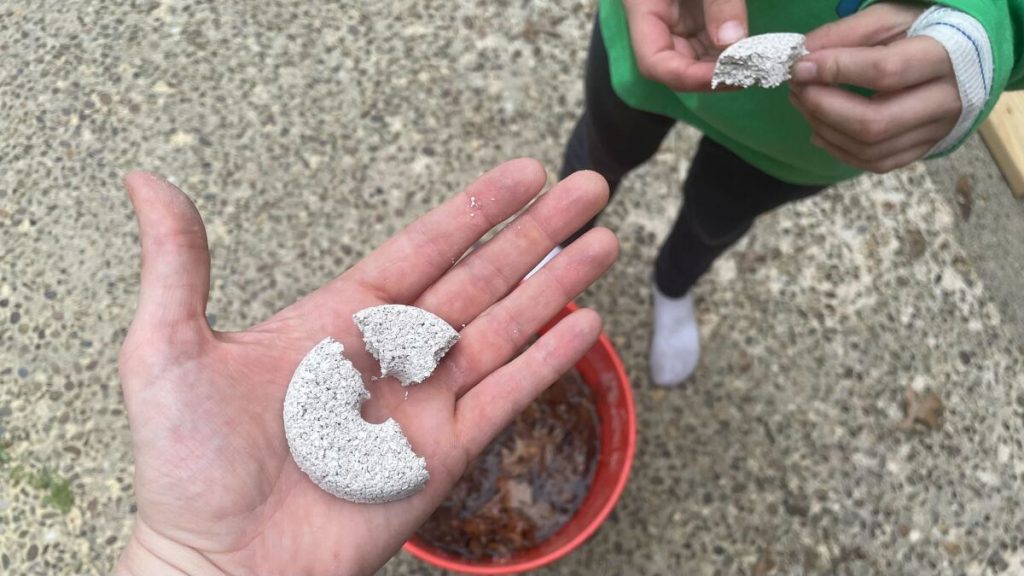 Set Up This 'Mosquito Death Bucket' Now