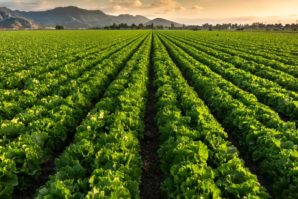 Valmont Industries: Management's Plans Trump Short-Term Uncertainty (NYSE:VMI)