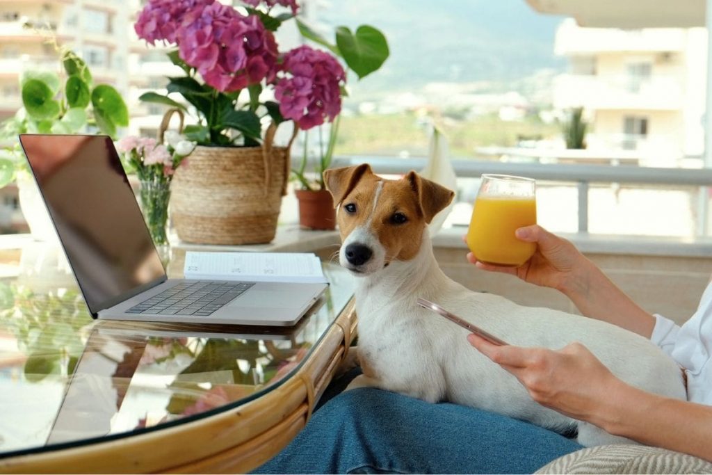 13 Profitable Pet Businesses You Can Run From Home A woman working from home, outdoors on a patio, holding a small dog in her lap.